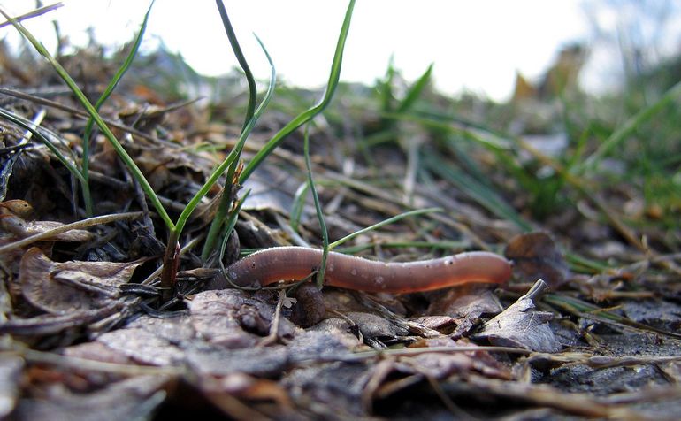 De gewone regenworm komt uit zijn gang op zoek naar eten