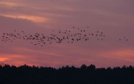 Trekkende Kraanvogels