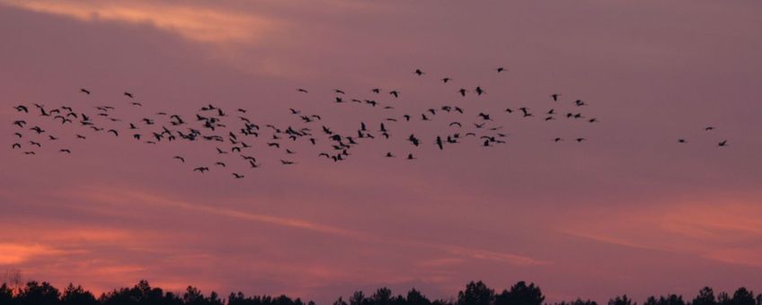 Trekkende Kraanvogels