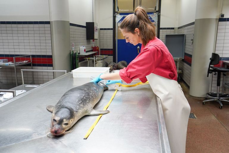 Onderzoek door Universiteit Utrecht aan een in de Westerschelde gestrande gewone zeehond, oktober 2023