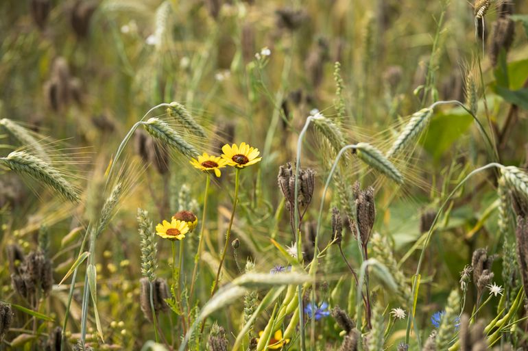 Biodiversiteit in de akkerrand 