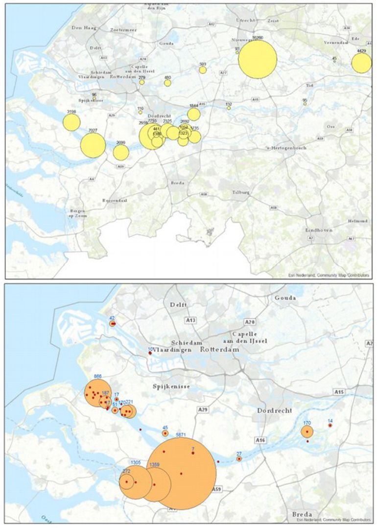 Verspreidingskaarten van de Nieuwe Merwede, de Biesbosch en Hollands Diep met de verspreiding en aantallen Oligochaeta of borstelwormen (boven) en Isopoda of pissebedden (onder). Dit is favoriet voedsel van jonge steuren. De locaties waar dit voedsel veel voorkomt, is ook interessant voor jonge steuren om te foerageren