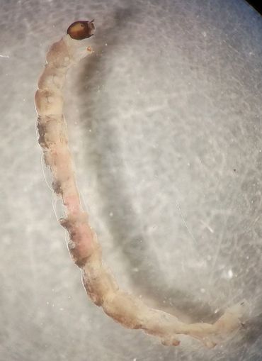 Een larve van een emmermug