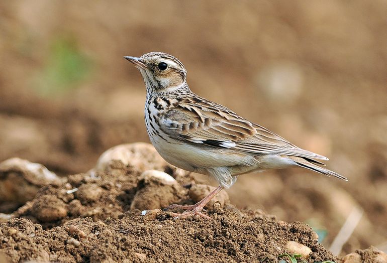 Het gejubel van de boomleeuwerik is vooral aan het begin van de lente te horen