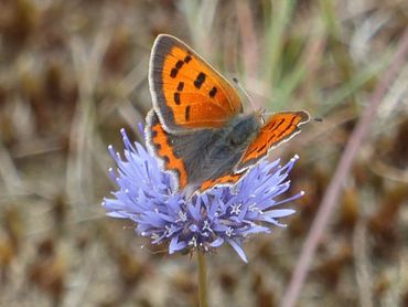 Op een mooie, gevarieerde heide zijn ook andere bloeiende planten, zoals hier zandblauwtje, waarop een kleine vuurvlinder drinkt