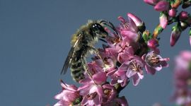 Andrena fuscipes, Heidezandbij, male