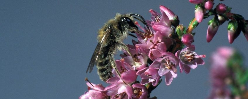 Andrena fuscipes, Heidezandbij, male