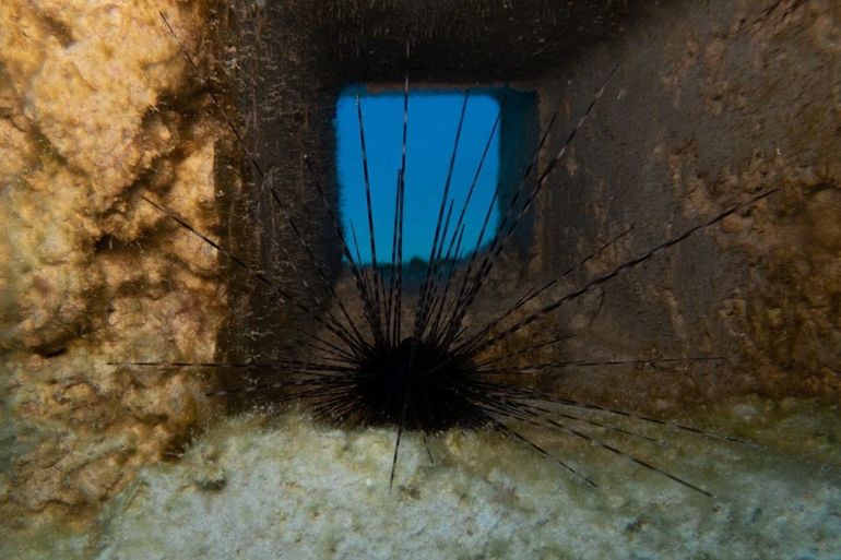 Restocked Diadema sea urchin on an artificial reef near Saba