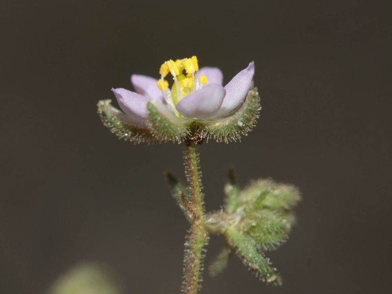 Rode schijnspurrie; hou bij het zoeken in gedachten dat de bloemen heel klein zijn