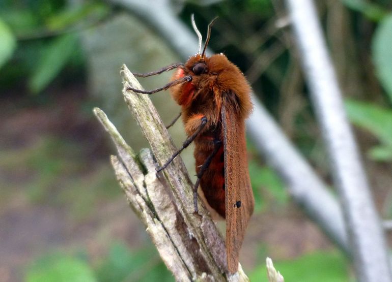 De kleine beer (Phragmatobia fuliginosa) is een van de vlinders met een neerwaartse trend in de Kaaistoep