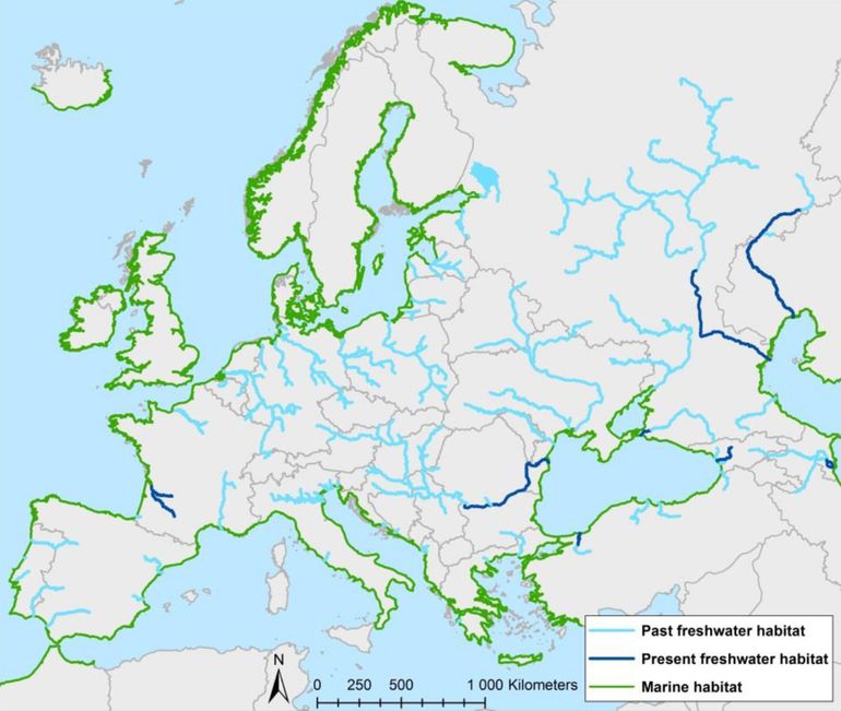 De verspreiding van steuren in Europa. In Frankrijk komt alleen de Europese steur voor. De andere steurensoorten komen voor in de grote rivieren die uitmonden in de Zwarte Zee