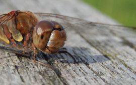 bruinrode heidelibel - primair