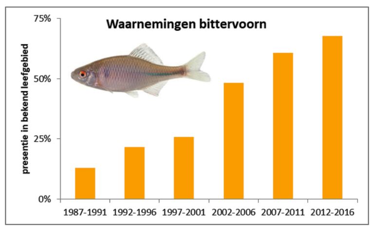 De bittervoorn in Nederland per periode van vijf jaar (Bron gegevens: NEM zoetwatervissen, RAVON/CBS). Als gevolg van de verbeterde waterkwaliteit is verspreiding van de bittervoorn zo sterk toegenomen dat deze niet langer op de Nederlandse Rode Lijst van bedreigde vissen staat. Nederland is binnen Europa van groot belang voor de soort