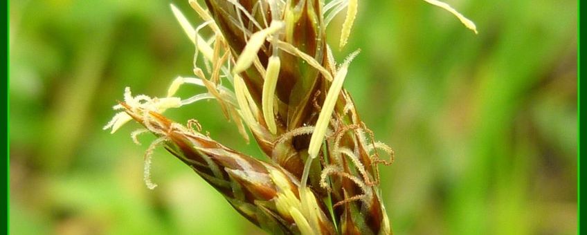 Rivierduinzegge bloeiwijze, bovenste aartjes met bovenin vrouwelijke bloemen (foto Wieger Poelstra)