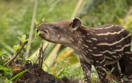 tapir lead