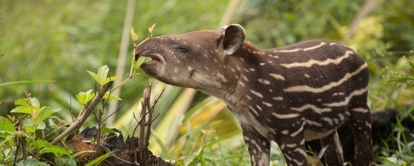 tapir lead
