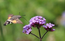 Kolibrievlinder - eenmalig gebruik