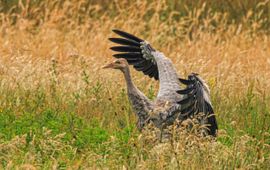 Ook al is het kraanvogelkuiken nog niet helemaal volgroeid, de vleugels zijn al goed ontwikkeld om kleine stukjes te vliegen