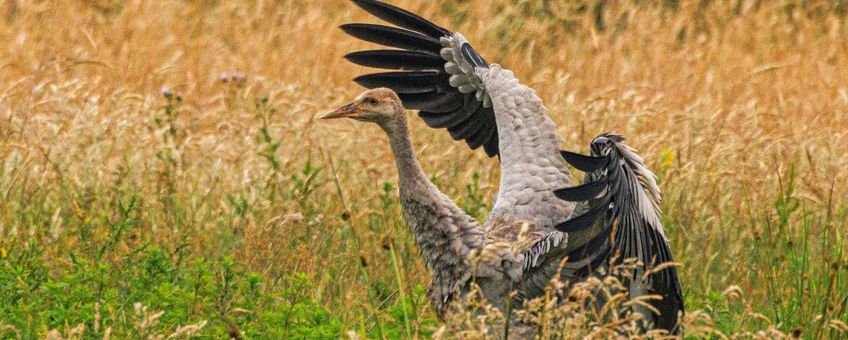 Ook al is het kraanvogelkuiken nog niet helemaal volgroeid, de vleugels zijn al goed ontwikkeld om kleine stukjes te vliegen