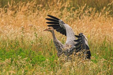 Ook al is het kraanvogelkuiken nog niet helemaal volgroeid, de vleugels zijn al goed ontwikkeld om kleine stukjes te vliegen