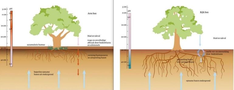 Boom op een verzuurde, uitgeloogde groeiplaats met een niet-functionerende nutriëntenpomp met uitspoeling van kationen (basen) versus boom op een rijke bodem met een functionerende nutriëntenpomp met weinig tot geen uitspoeling