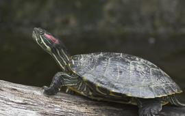 Jelger Herder VOOR EENMALIG GEBRUIK Roodwangschildpad