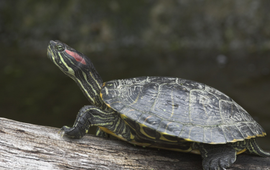 Roodwangschildpad