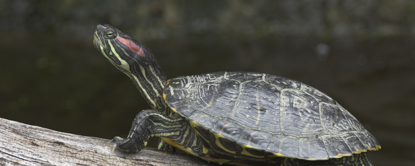 Roodwangschildpad