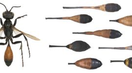 Soortzoeker langsteelgraafwespen primair