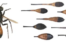 Soortzoeker langsteelgraafwespen primair