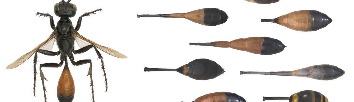 Soortzoeker langsteelgraafwespen primair