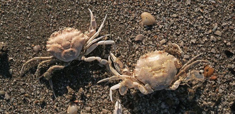 Typerend beeld op het strand. Grijze zwemkrab (links) en Gewone zwemkrab (rechts) zoals je ze vaak ziet; uitgedroogd en wat verbleekt. Door het strijklicht komt mooi naar voren dat het rugschild van de Grijze zwemkrab meer gewelfd is dan dat van de Gewone zwemkrab. En dan ook nog even naar de zwempootjes kijken!