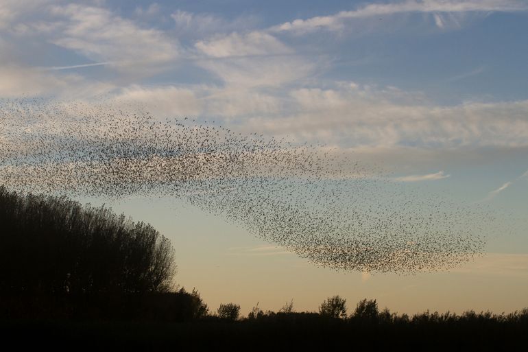 Spreeuwen in vlucht