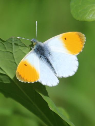 Oranjetipje. De mannetjes hebben een oranje vleugelpunt. De vrouwtjes een witte