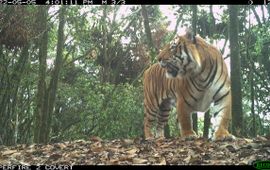 tijger op cameraval,  Bhutan