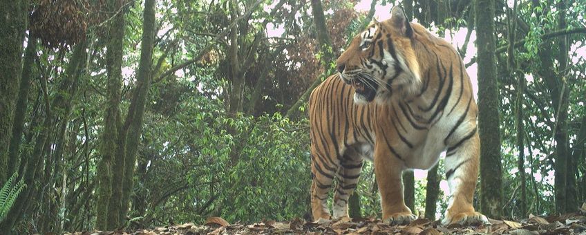 tijger op cameraval,  Bhutan