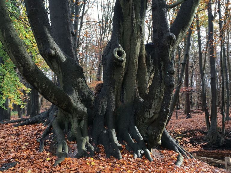 Oude stoof beukenhakhout op landgoed Hulshorst