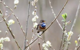 vanElst, Waarneming.nl blauwborst