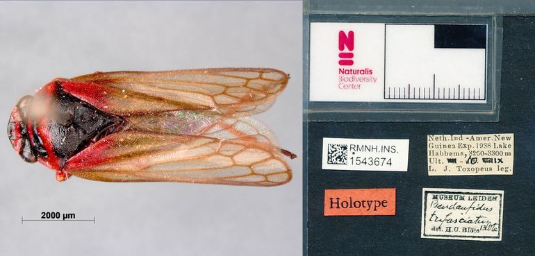 De oorspronkelijke Pseudaufidus trifasciatus, een cicadensoort die voor het eerst is beschreven door H.C. Blöte in 1957