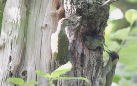 Picus viridis, Groene specht