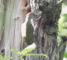 Picus viridis, Groene specht