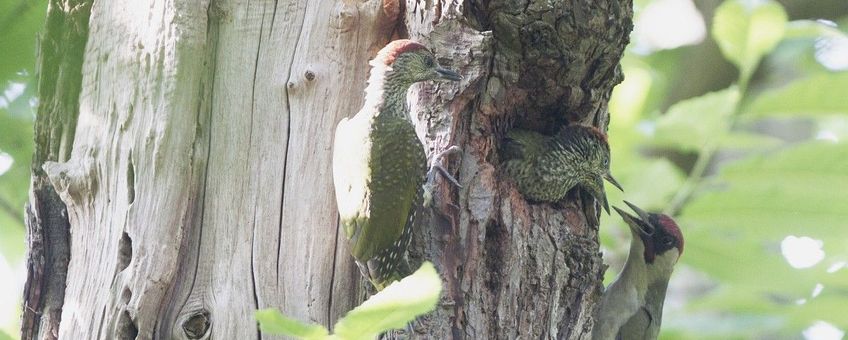 Picus viridis, Groene specht