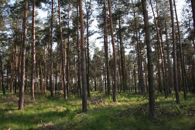 Droog bos met naaldbomen en weinig ondergroei, veel voorkomend op de Veluwe