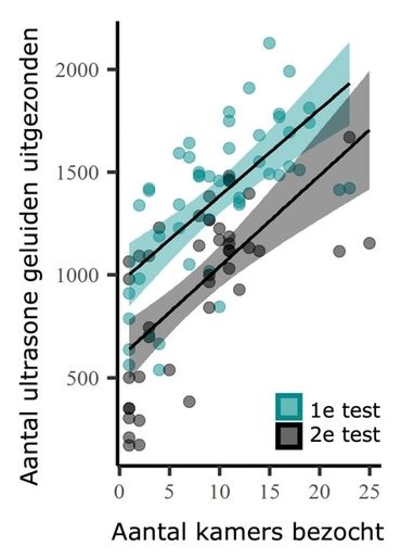 Figuur 4. De relatie tussen het aantal ultrasone geluiden dat een vleermuis tijdens het verkennen uitzond en het aantal kamers dat de vleermuis bezocht. De waardes van individuen tijdens hun eerste test zijn aangegeven in lichtblauw; de waardes uit hun tweede test in grijs