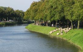 Philip Gerards Schapen langs de Neermeerskaai te Gent