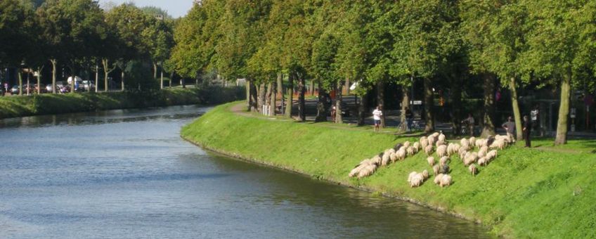 Schapen langs de Neermeerskaai te Gent