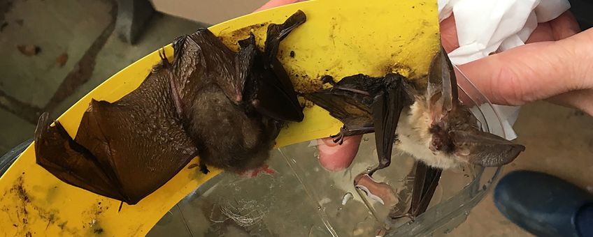 Twee vleermuizen als slachtoffer van een lijmband