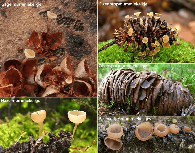 Verschillende soorten Mummiekelkjes