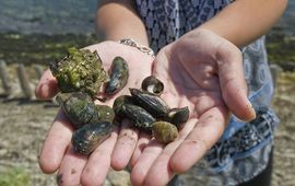 Natuurmonumenten Schelpen Oosterschelde