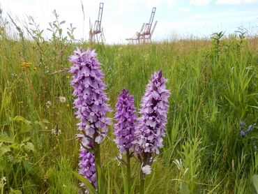 Op locaties met de ontheffing tijdelijke natuur kunnen veel planten, zoals deze orchideeën, zich vestigen